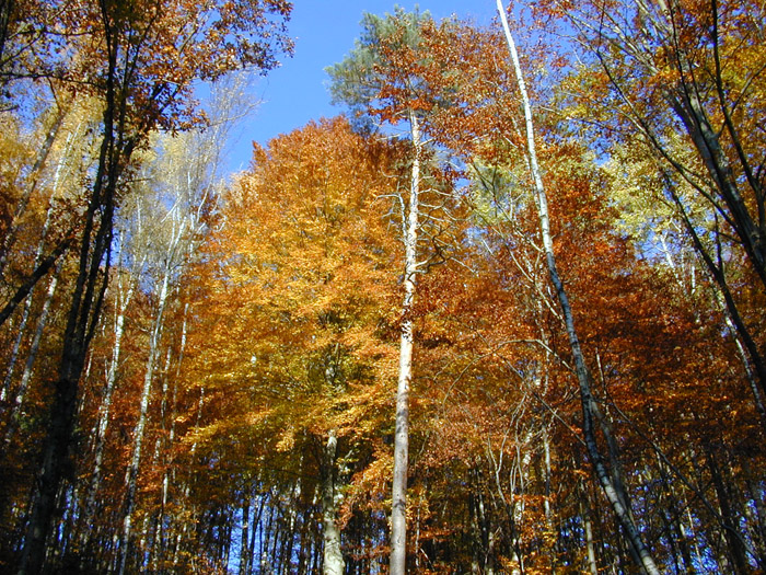 DSCN0003