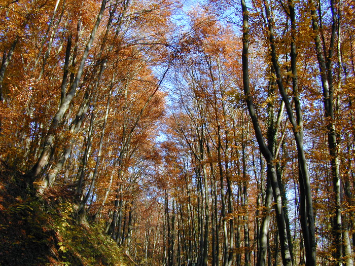 DSCN0004