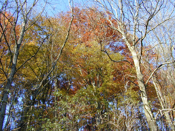 DSCN0009