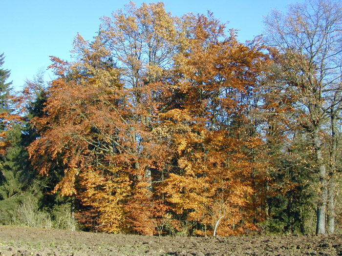 DSCN0022