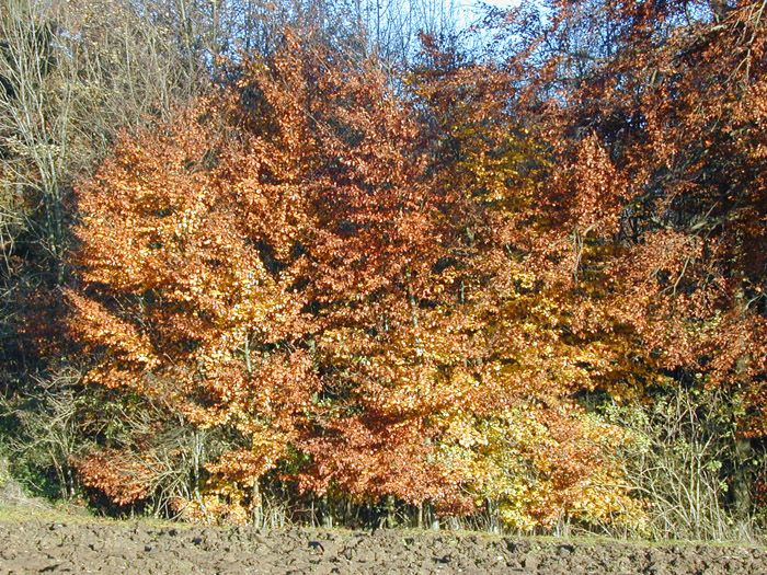 DSCN0024