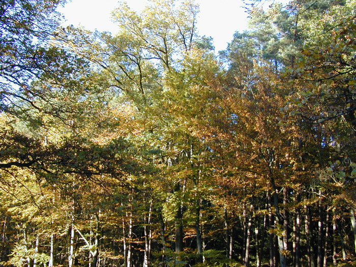 DSCN0619