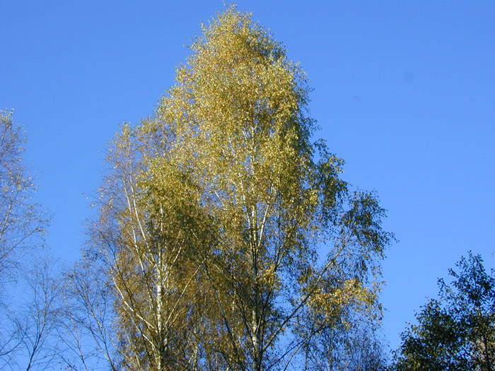 DSCN0627
